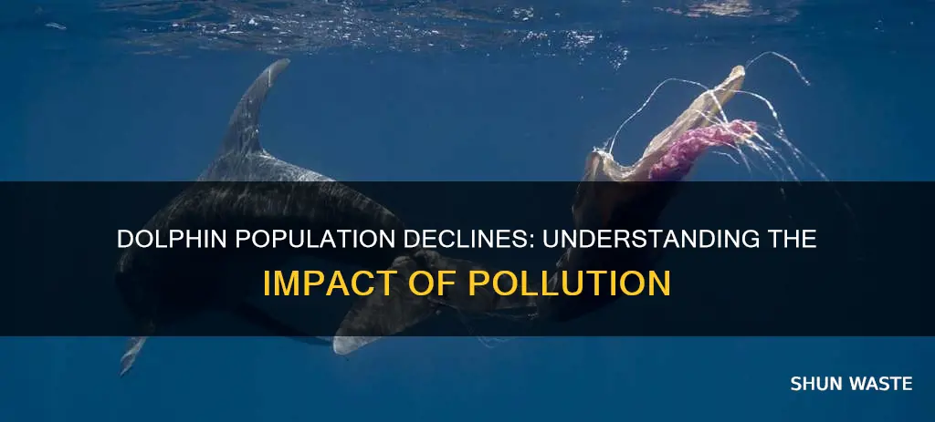 how does pollution affect the dolphin population