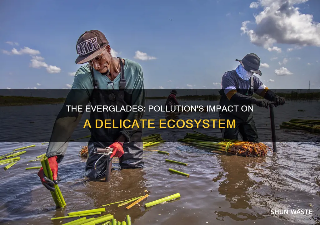 how does pollution affect the everglades