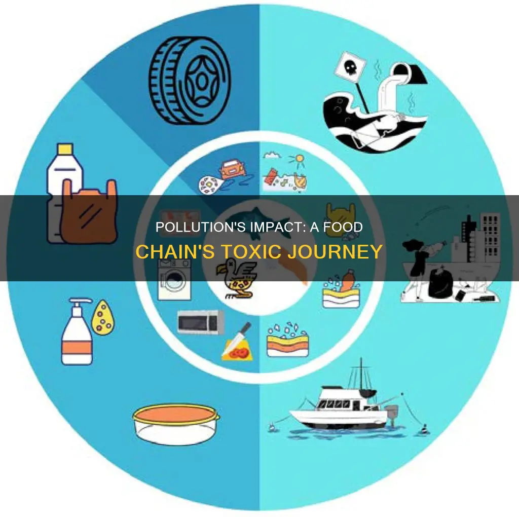 how does pollution affect the food chain