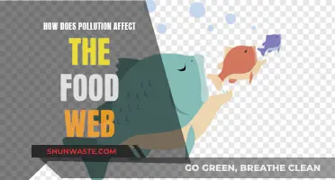 Pollution's Impact on the Food Web: A Complex Web of Woes