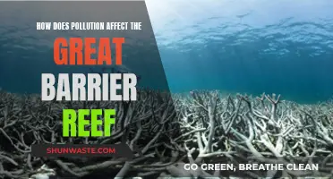 Pollution's Impact on the Great Barrier Reef