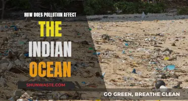 Pollution's Impact on the Indian Ocean: A Worrying Reality