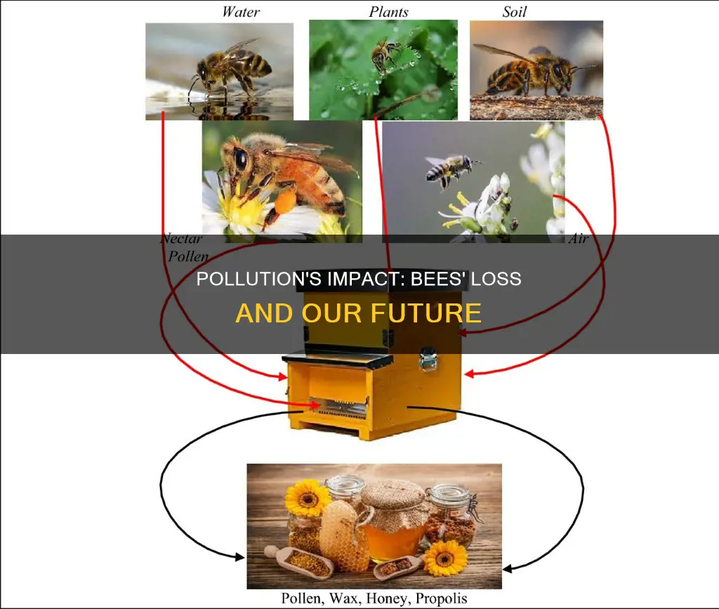 how does pollution affect the loss of bees