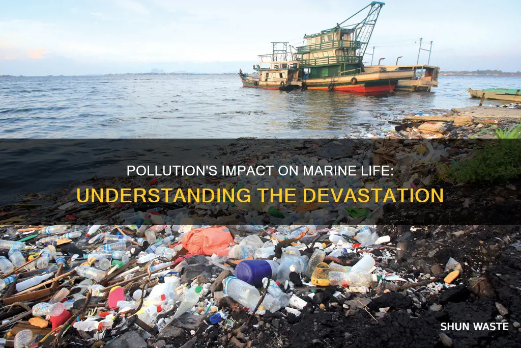 how does pollution affect the marine ecosystem