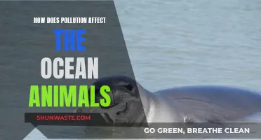 Ocean Pollution: Impact on Marine Life and Ecosystems