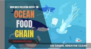 Ocean Food Chain: Pollution's Impact and Reach