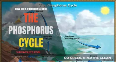 Phosphorus Cycle: Pollution's Impact and the Environmental Fallout