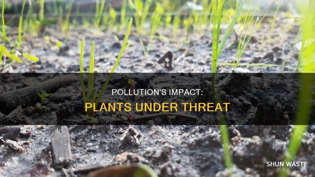 how does pollution affect the plants