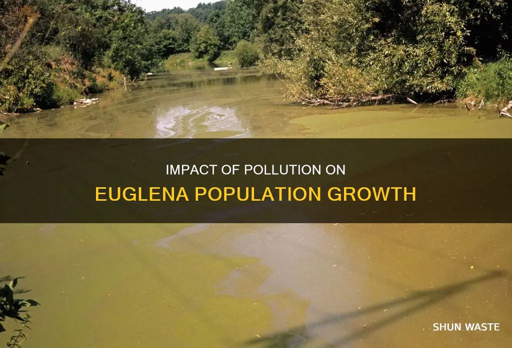 how does pollution affect the population growth of euglena