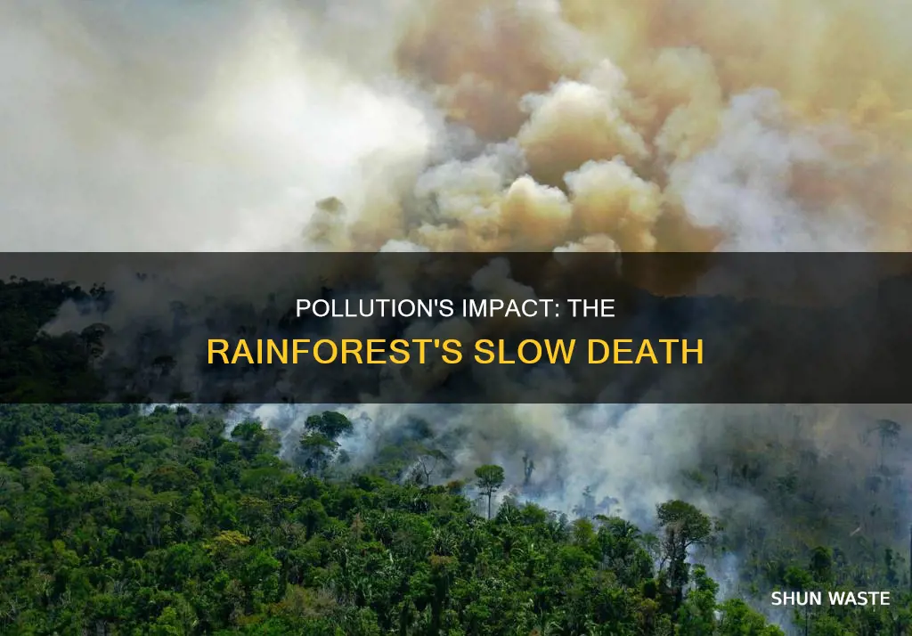 how does pollution affect the rainforest