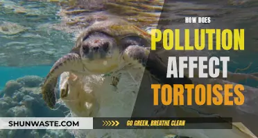 Tortoises and Pollution: Understanding the Impact