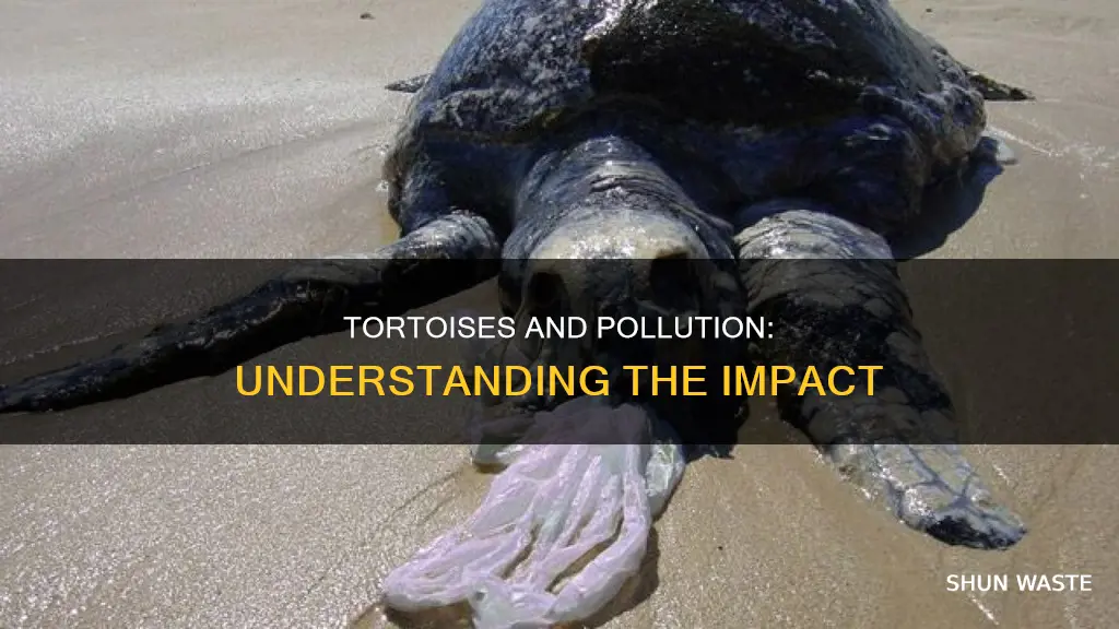 how does pollution affect tortoises