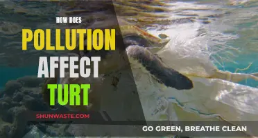 Pollution's Impact: Turtles' Plight and Fight