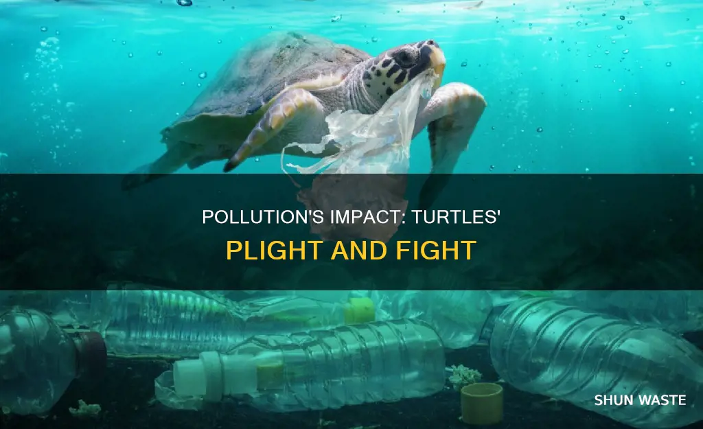 how does pollution affect turt