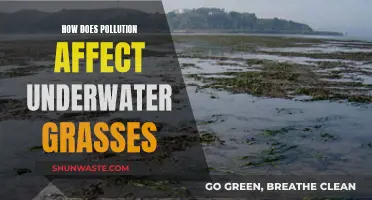 Underwater Grasses: Pollution's Impact and Devastating Effects