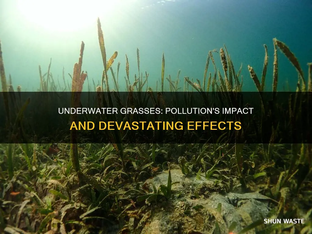 how does pollution affect underwater grasses