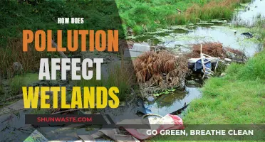 Wetlands in Danger: Understanding Pollution's Impact