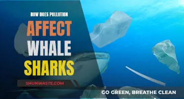 Whale Sharks: Pollution's Impact on Gentle Giants