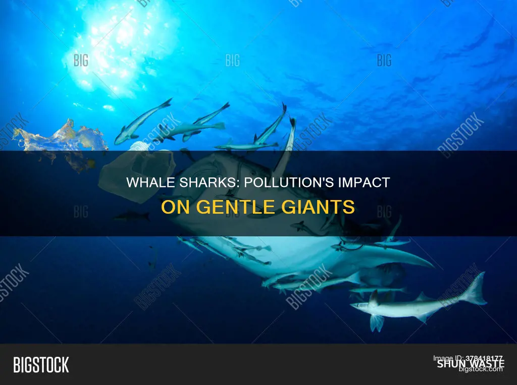 how does pollution affect whale sharks