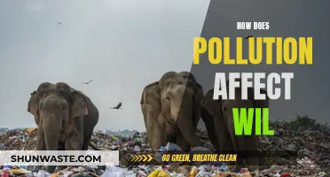 Pollution's Impact: Devastating Effects on Wildlife and Nature