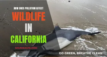 Pollution's Impact on California's Wildlife: A Troubling Reality