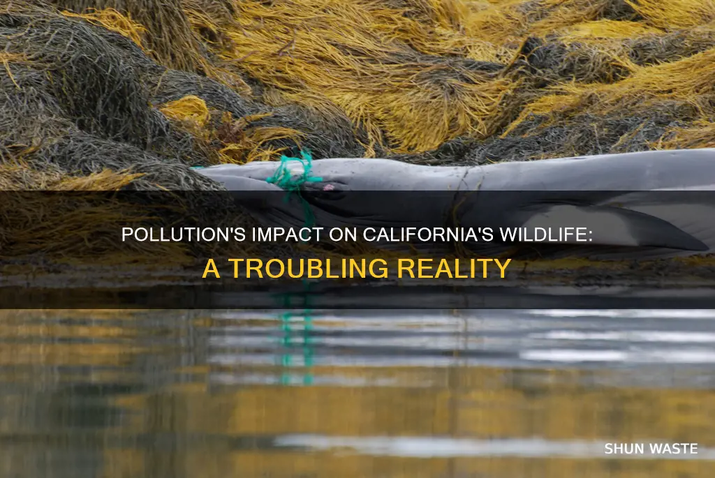 how does pollution affect wildlife in california