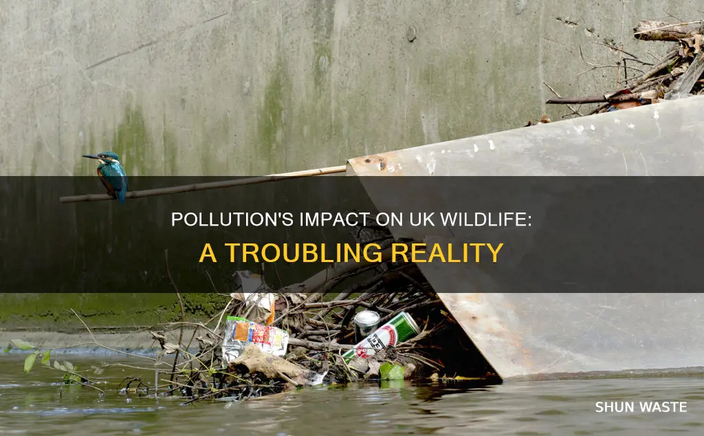 how does pollution affect wildlife in the uk