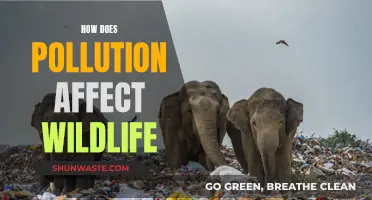 Pollution's Impact on Wildlife: A Toxic Tale