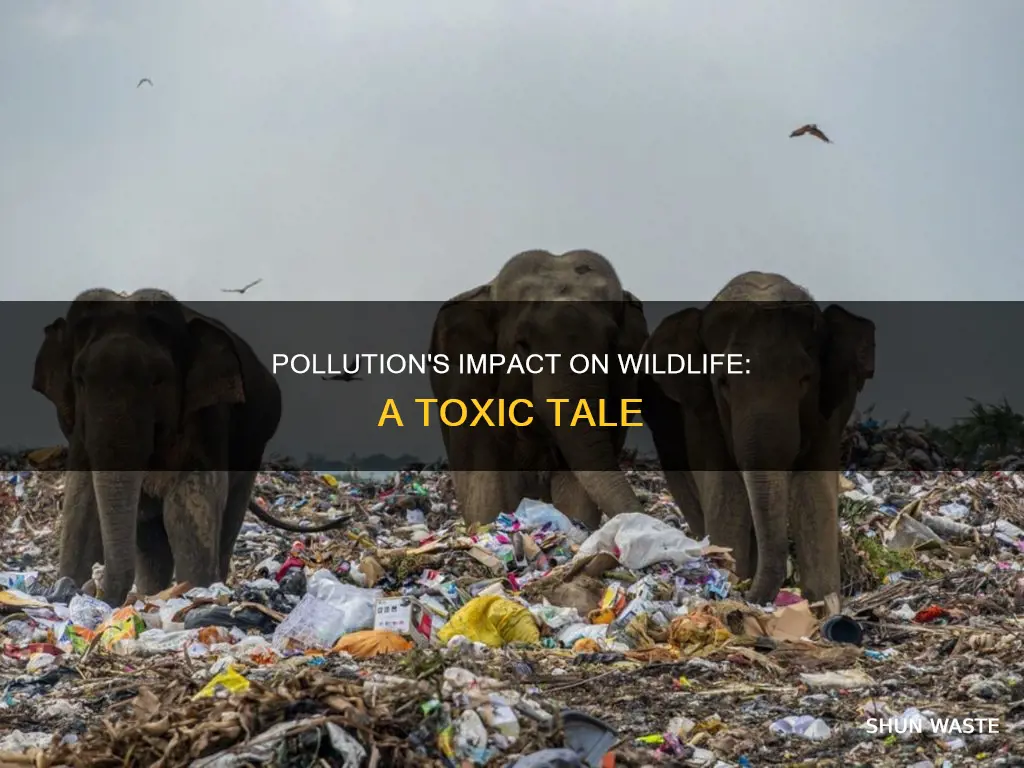 how does pollution affect wildlife