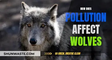 Wolf Conservation: Understanding the Impact of Pollution