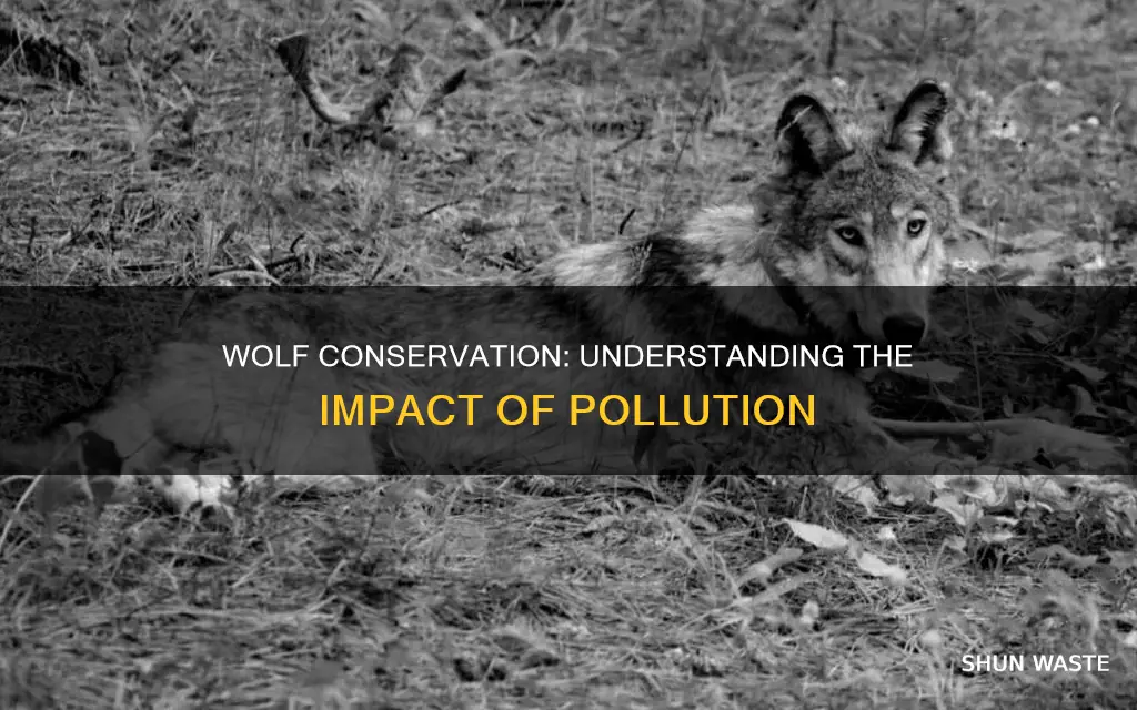 how does pollution affect wolves