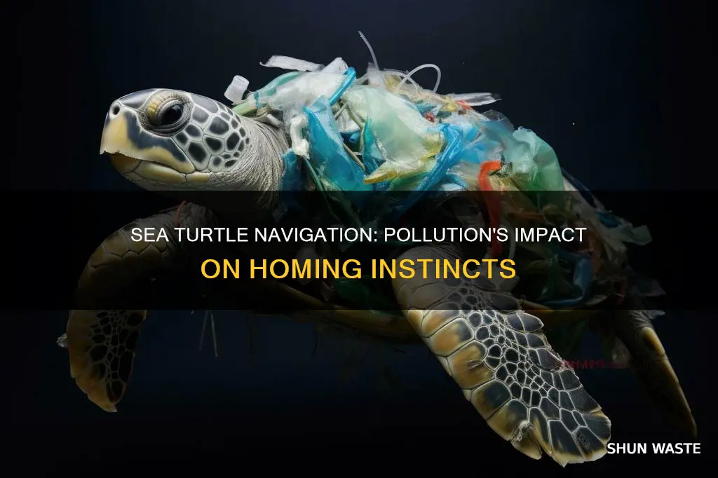 how does pollution affects natal homing of sea turtles