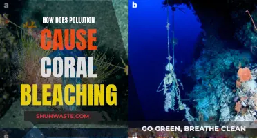 Pollution's Toxic Impact: Unveiling Coral Bleaching Secrets