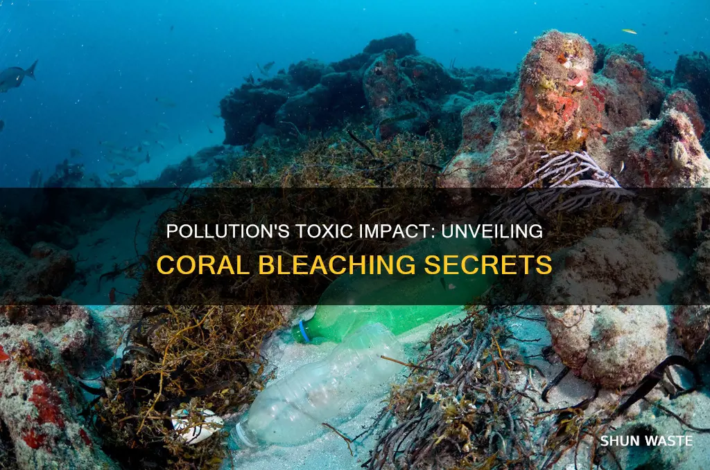 how does pollution cause coral bleaching