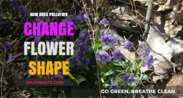 Air Pollution's Impact on Flower Shapes