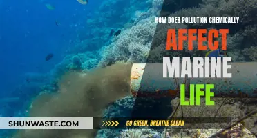 Pollution's Chemical Impact on Marine Life