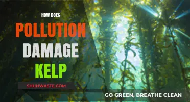 Pollution's Impact: Damaging Delicate Kelp Ecosystems