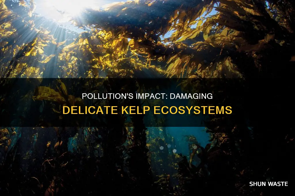 how does pollution damage kelp