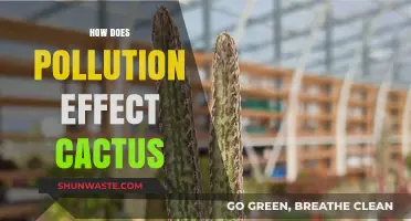 Cactus Resilience: Surviving Pollution's Onslaught
