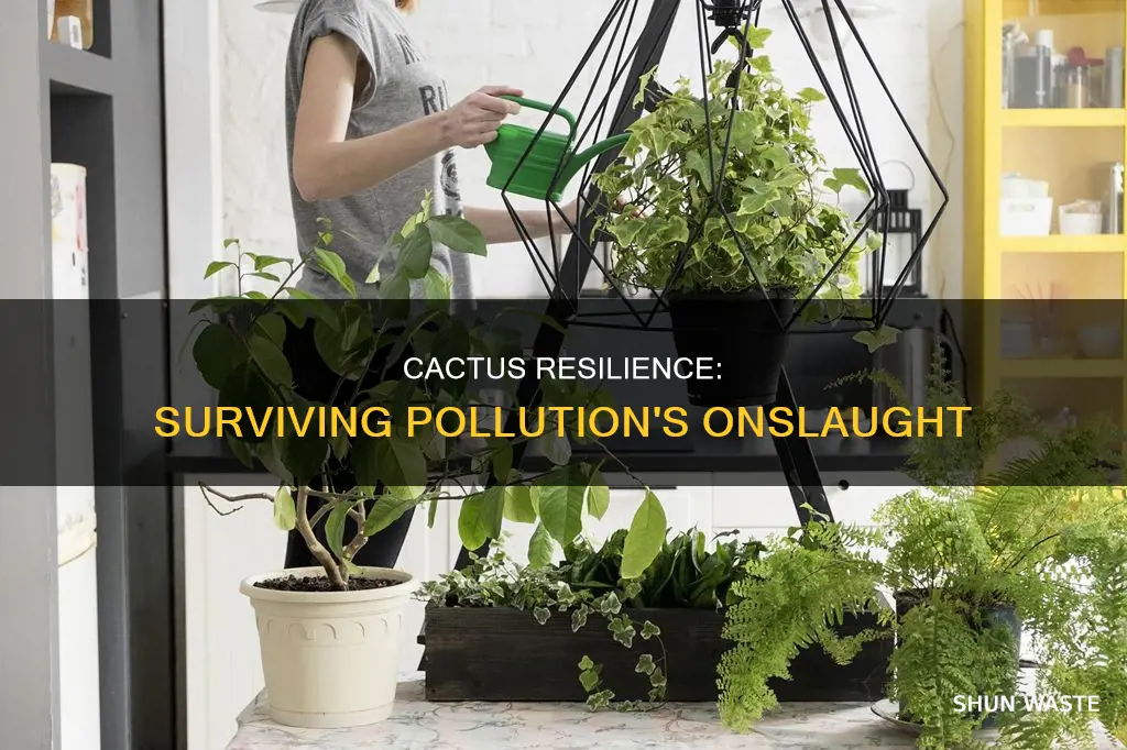 how does pollution effect cactus