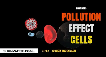 Pollution's Impact: Cells Under Siege
