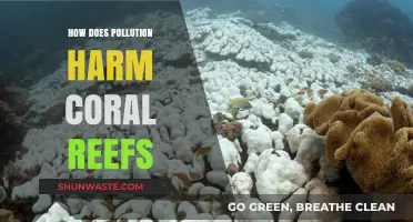 Pollution's Harmful Impact on Coral Reefs