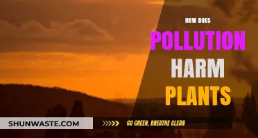 Pollution's Harmful Impact on Plants