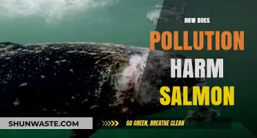 Salmon's Battle: Surviving Pollution