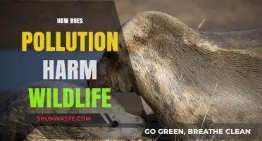 Pollution's Harmful Impact on Wildlife