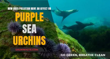 Purple Sea Urchins: Surviving in Polluted Waters