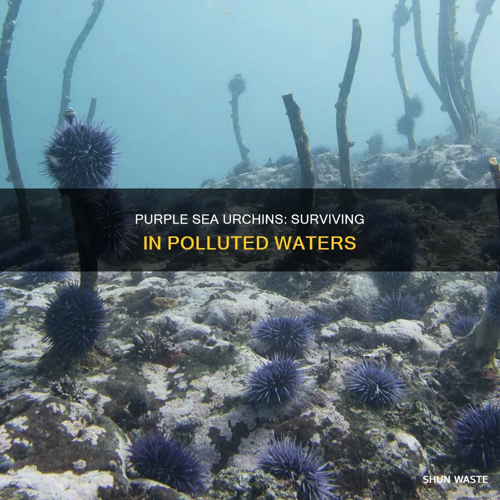 how does pollution have an affect on purple sea urchins