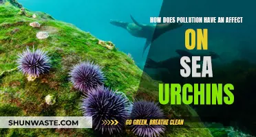 Sea Urchin Struggles: Pollution's Impact Explored