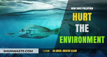 Pollution's Harmful Impact on Our Environment