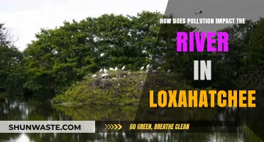 Loxahatchee River: Pollution's Impact and Devastation